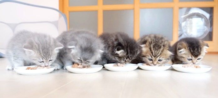 ご飯を食べる子猫達