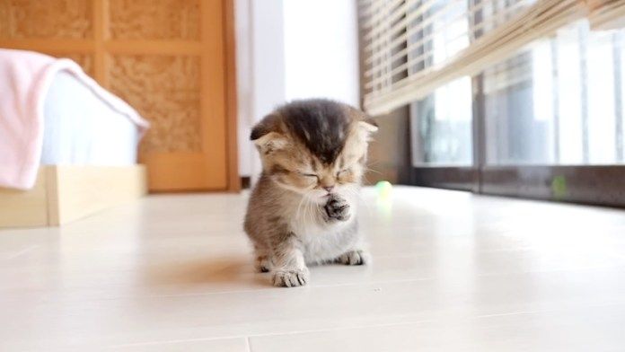 食後のお手入れをする子猫