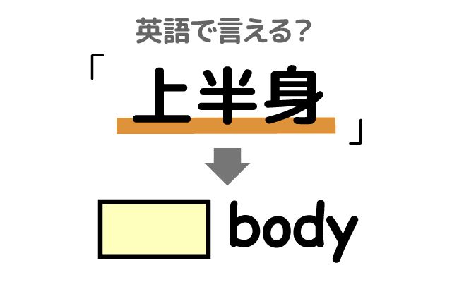 英語で【上半身】は何て言う？「胴体」などの英語もご紹介