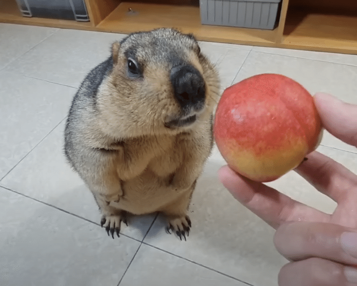 美味しい物が大好きなマーモットさんに、桃を見せてみると？
