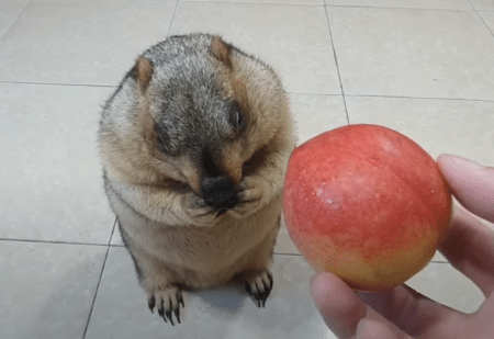 美味しい物が大好きなマーモットさんに、桃を見せてみると？