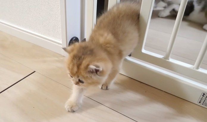 フェンスをすり抜ける子猫