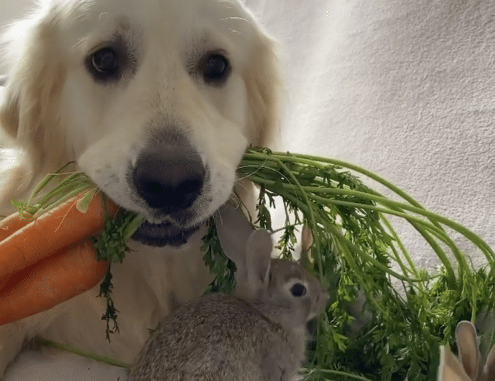 一緒にニンジン食べよ？子ウサギのお世話をするゴールデンレトリバー
