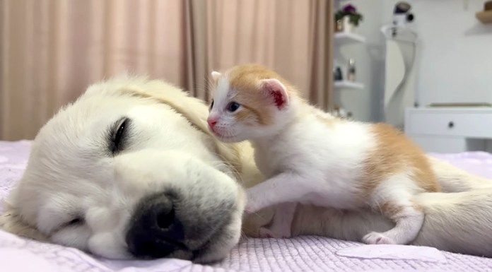 犬に突撃する子猫