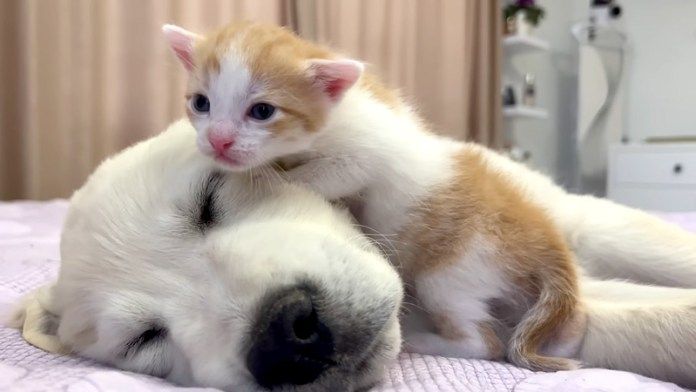 犬に突撃する子猫