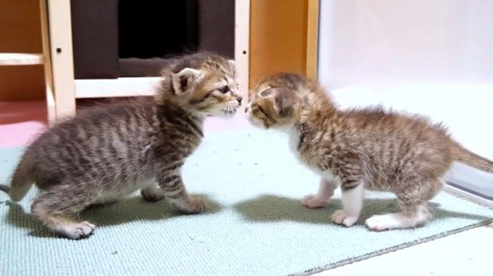 兄弟を見つけた子猫