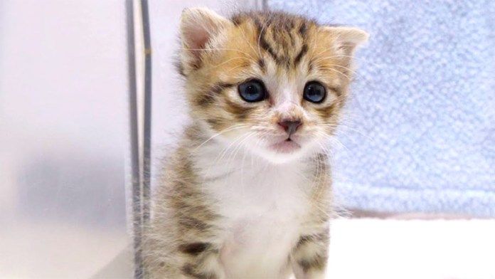 ひとりで目覚めた子猫