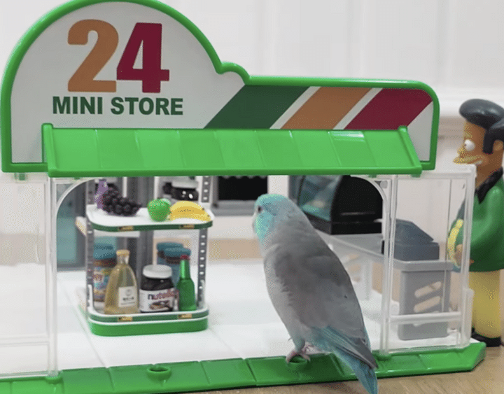 慣れた様子でコンビニへ！ インコがお買い物？