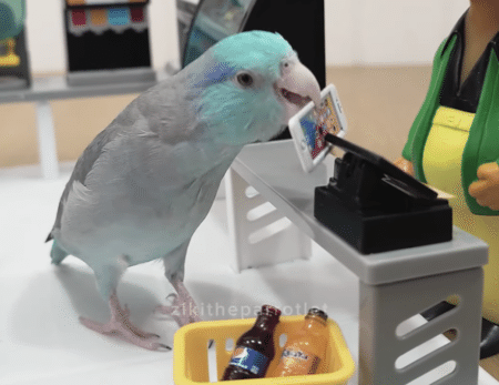 慣れた様子でコンビニへ！ インコがお買い物？