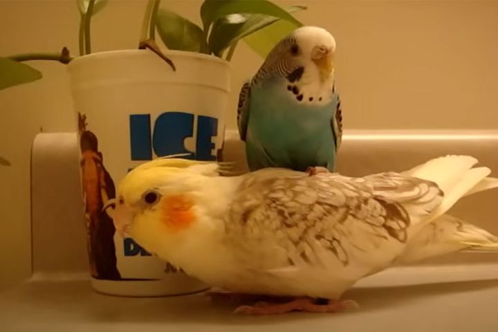 インコ同士で“背中争奪戦”勃発！？ ／出典：IT0KATE