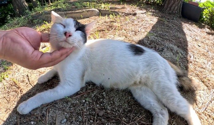 撫でられる母猫