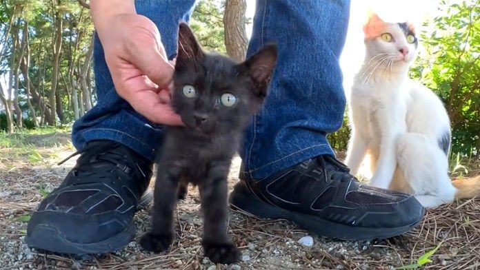 撫でられる子猫