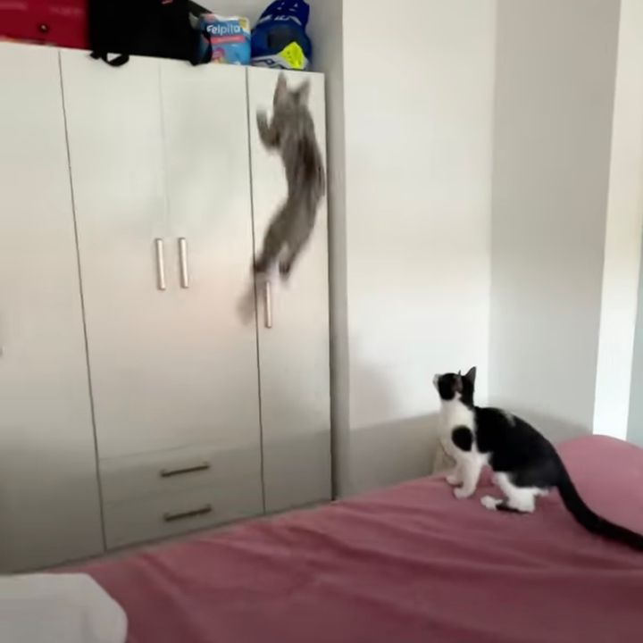 失投を帳消しにする機敏な仔猫、とって返してまた大ジャンプ