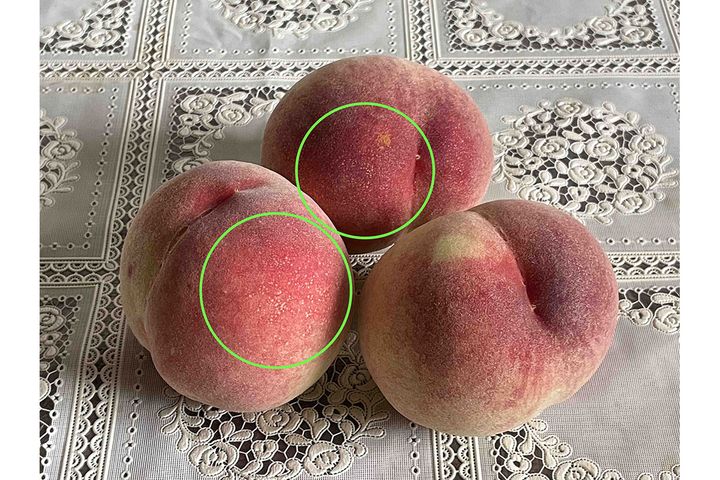 ▲そばかすのような白い果点（丸で囲った部分）が現れた桃は食べごろのサイン