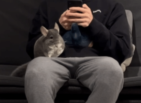 手乗り！ 肩乗り！ とっても懐いたチンチラさんが可愛い♡