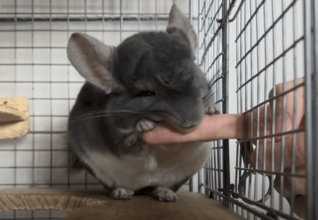 手乗り！ 肩乗り！ とっても懐いたチンチラさんが可愛い♡