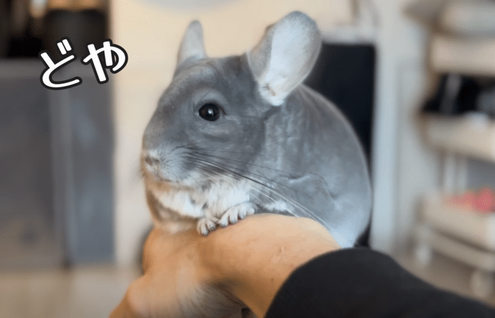 手乗り！ 肩乗り！ とっても懐いたチンチラさんが可愛い♡