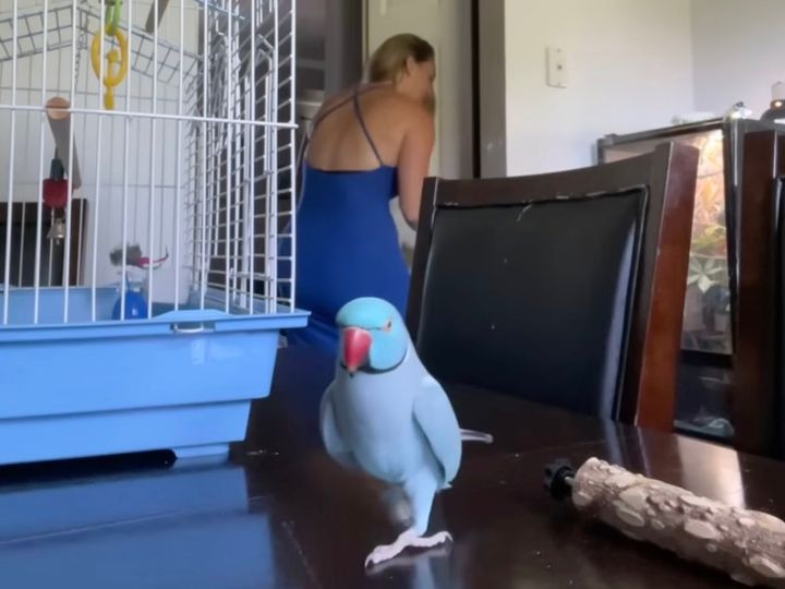 あれ…こっちに来る…？