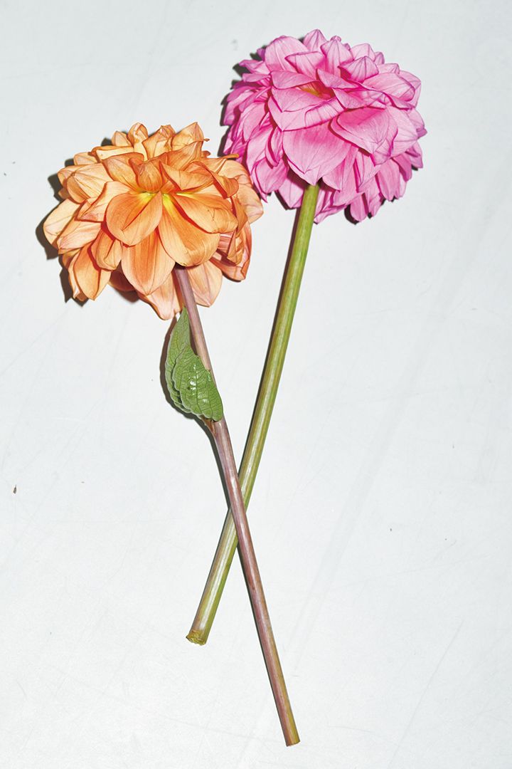 ドキドキワクワクが止まらない！Dからはじまる楽しいコト13選