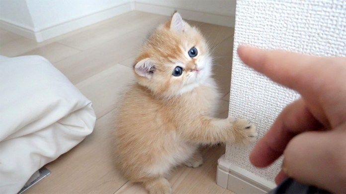 掴まり立ちができるようになった子猫