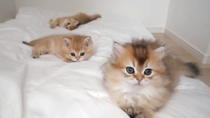 みんなで過ごす子猫達