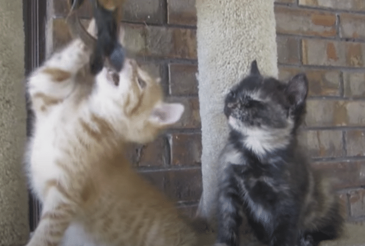 なぜそうなる(笑) 友達が遊んでいるのを見てたら、眠くなっちゃった子猫。