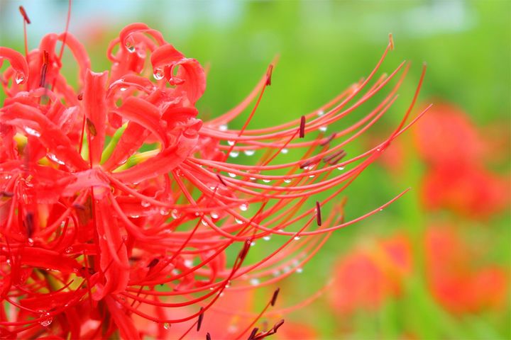 「処暑」を境にぐっと秋らしさが感じられるようになる