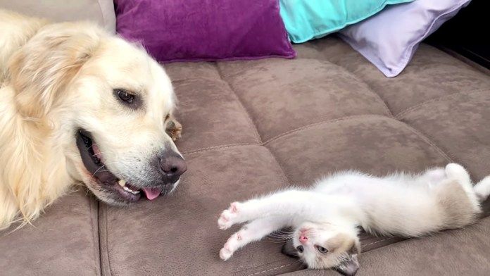 一緒に過ごす犬と子猫