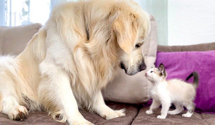 犬と子猫