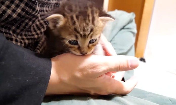 ミルクが飲みたい子猫