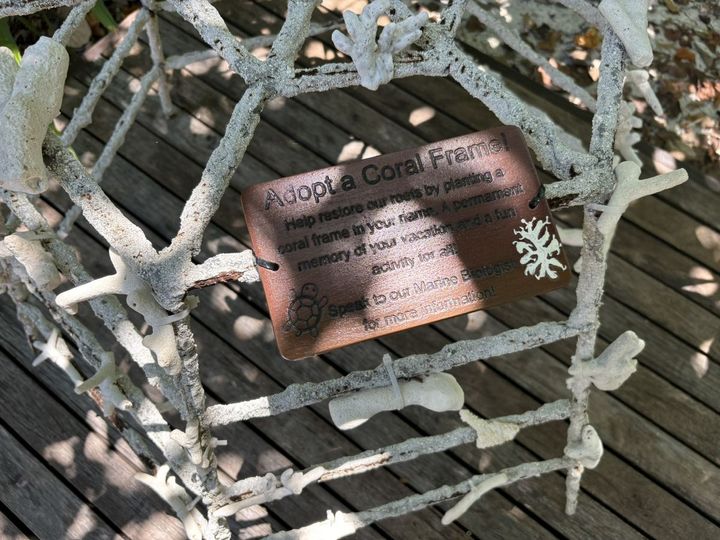 ゲストによる移植活動の成果が出て、美しいサンゴ礁が再生し始めた