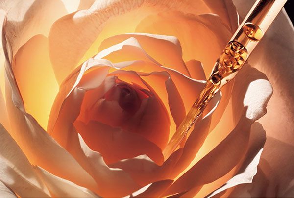 優れた特性をいくつも併せ持つ唯一無二のバラ