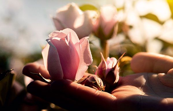 豊富な微量要素を育む豊かな土壌と特別な栽培方法