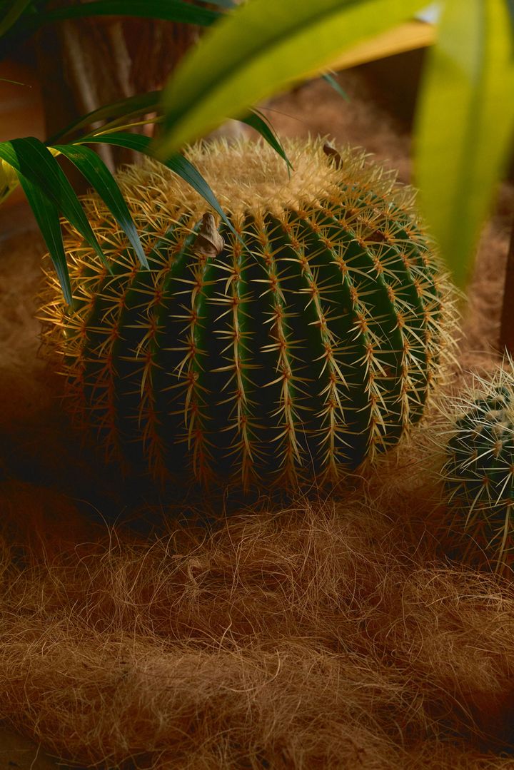 FUL 温室の多肉植物