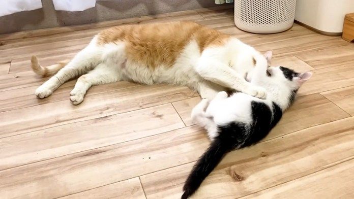 子猫にもみくちゃにされる先住猫