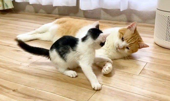 遊ぶ子猫と猫