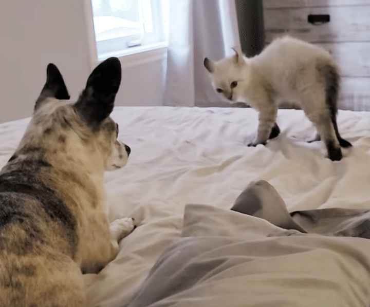 チワワに一方的にケンカを売る子猫。オラオラしてても可愛い♪