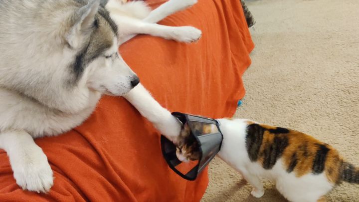 エリザベスカラーの用途の新提案、犬の手意のまま操る三毛猫