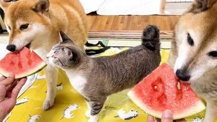 スイカを食べる柴犬