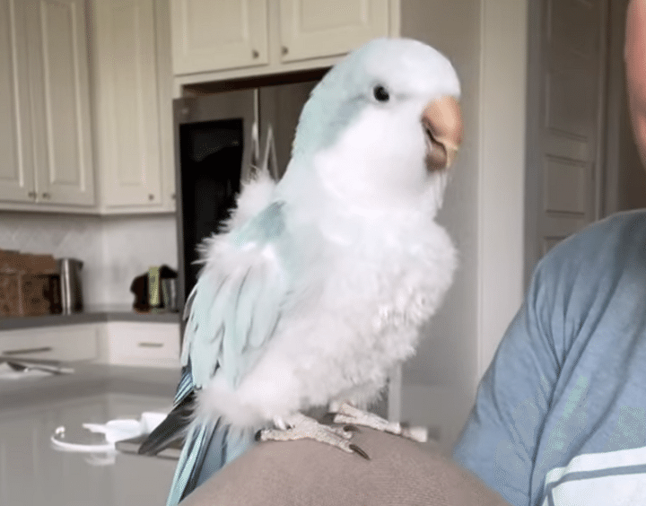 ベーコン♪ パンケーキ♪ 癖になる歌を聴かせてくれるインコさん。