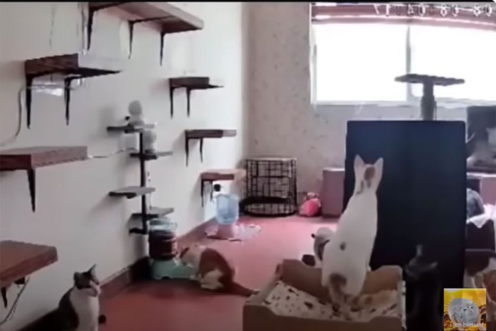 猫のジャンプが大騒動に発展！？／出典：Blessed Seal