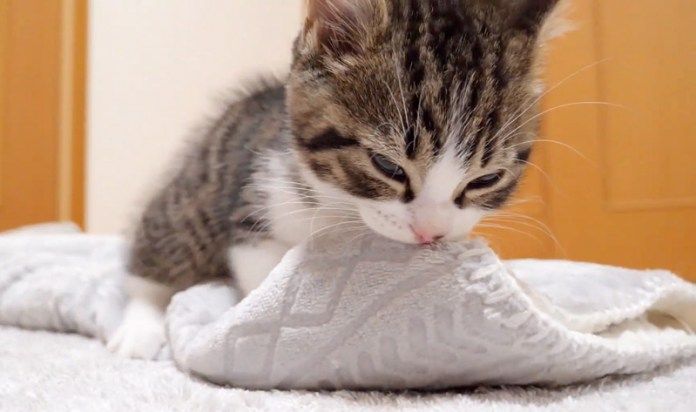 フミフミが止まらない猫