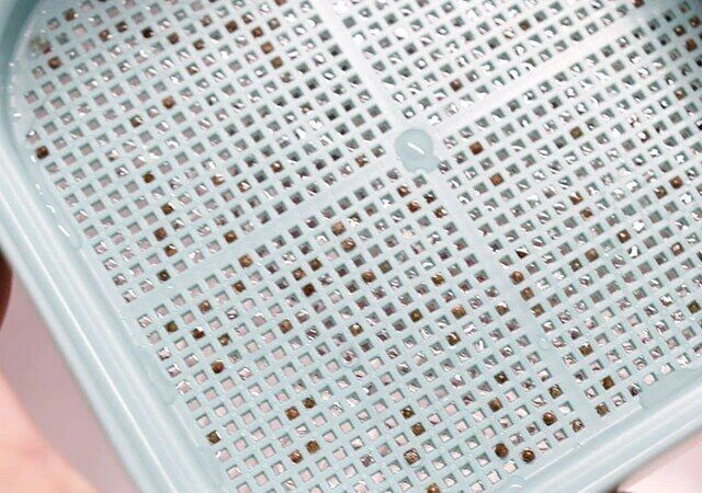 ダイソー スプラウトを育てる容器（約12.5cm×12.5cm） 種 網状