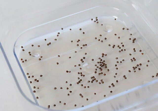 ダイソー スプラウトを育てる容器（約12.5cm×12.5cm） 種