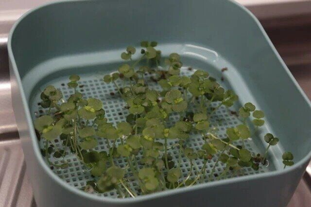 ダイソー スプラウトを育てる容器（約12.5cm×12.5cm） 成長