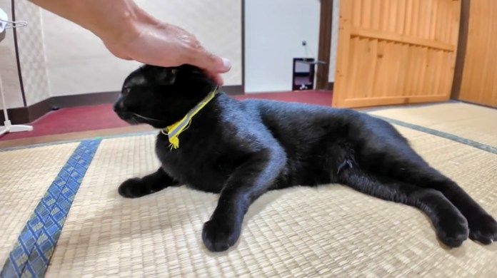 撫でられる猫