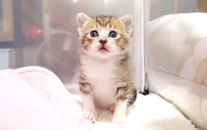 見つめて来る子猫