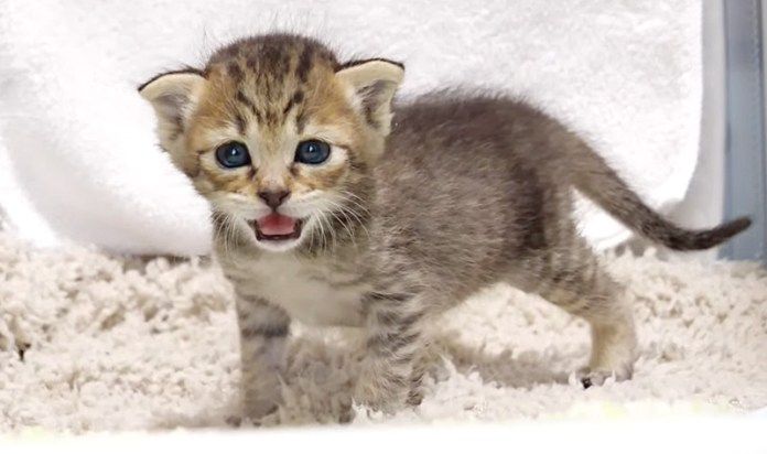 寂しくて鳴いちゃう子猫