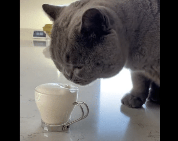 猫大喜び？ふわっふわなキャットチーノ！