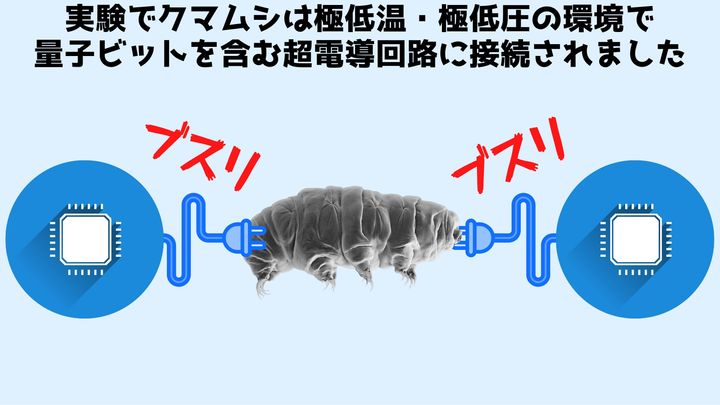 クマムシを「量子もつれ」状態にすることに成功！ 実験後も生還